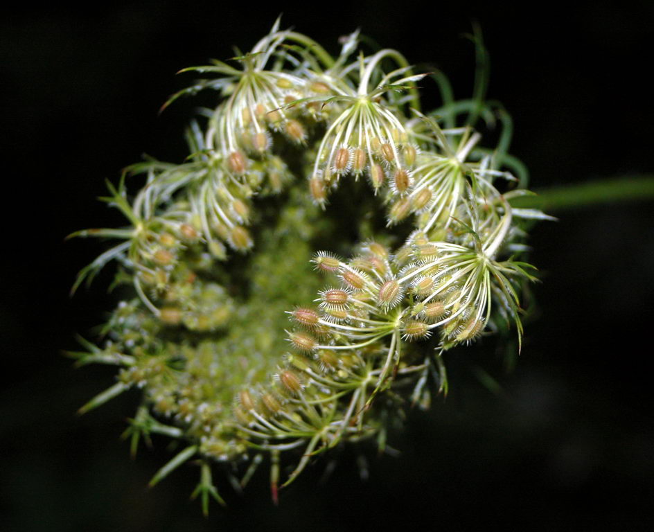 Thumbelina Carrot,bird's nest, bishop's lace, Queen Anne's lace
